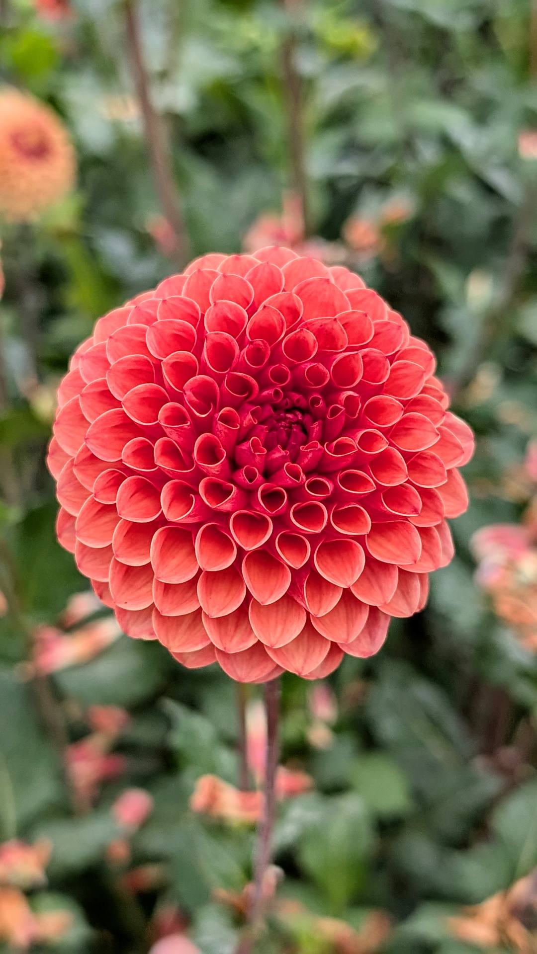 Valley Rust Bucket dahlia bloom