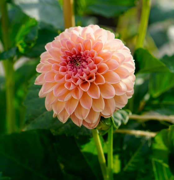 Valley Tawney dahlia bloom