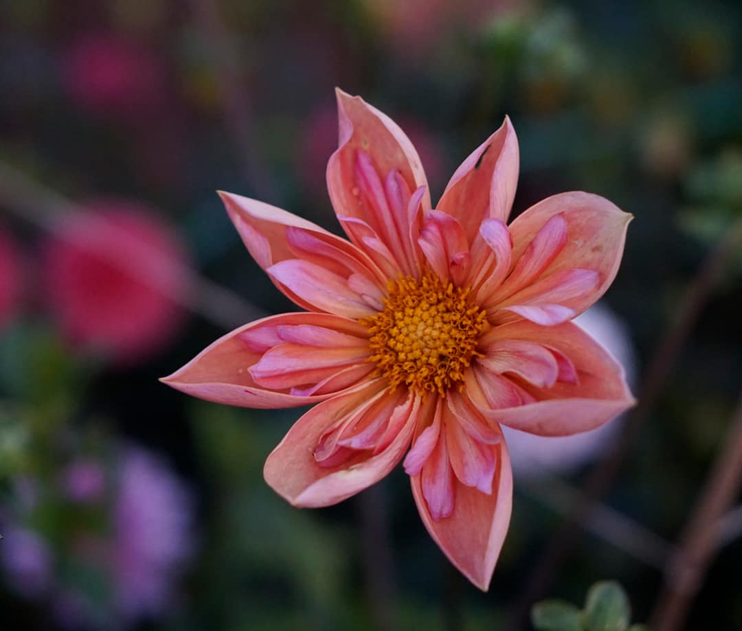 Venus dahlia bloom