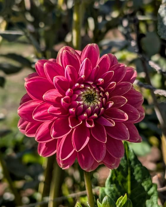 WD Brittany dahlia bloom