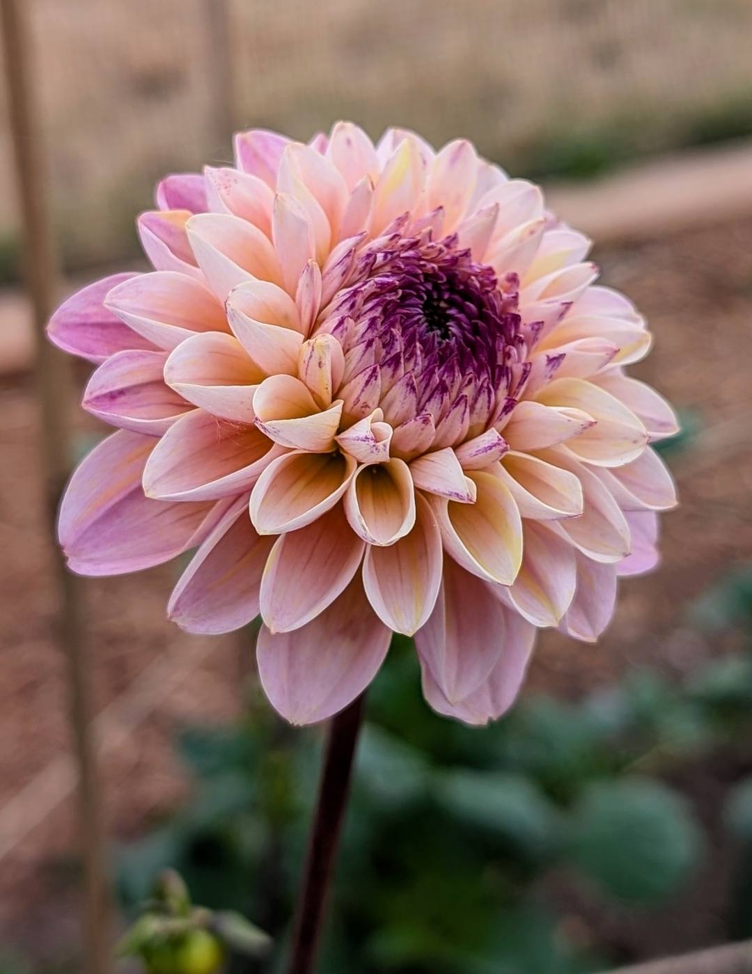 Wine Eyed Jill dahlia bloom