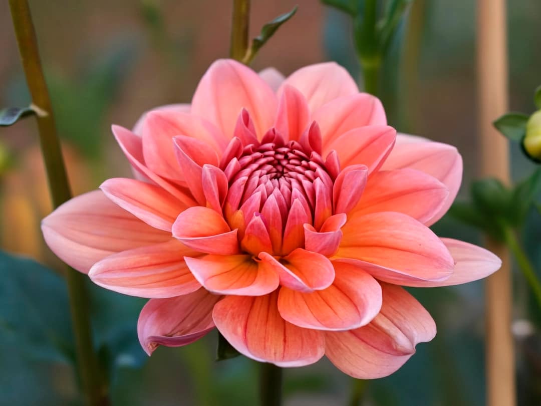 Yelno Harmony dahlia bloom