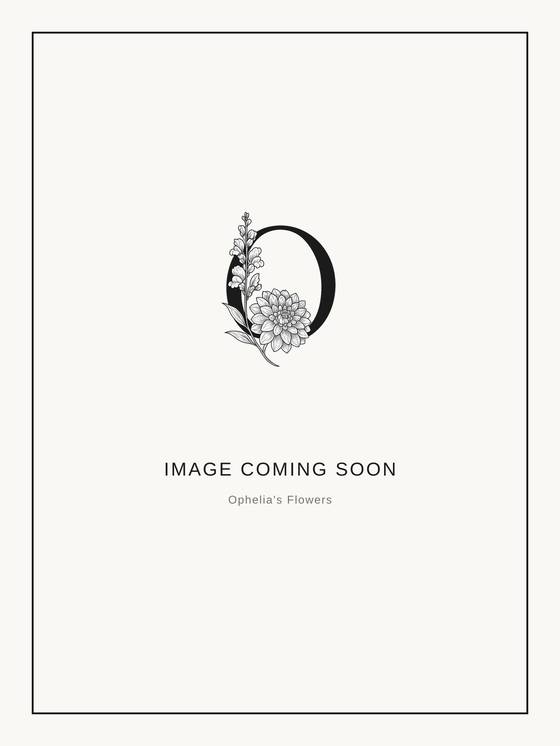 Black Satin dahlia bloom